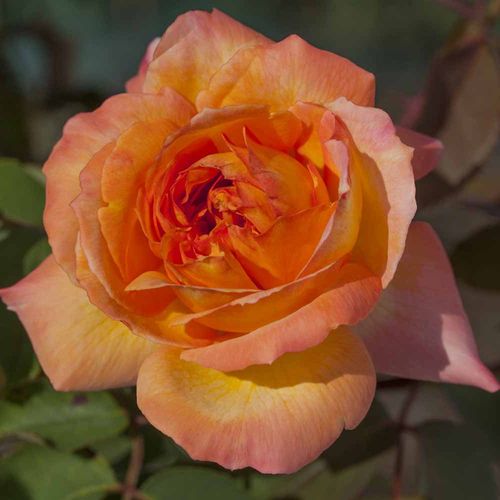 René Goscinny ® trandafir teahibrid